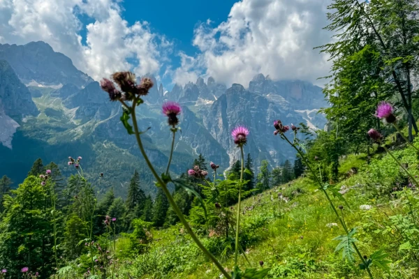 Purple wildflowers in a green mountain landscape under a blue sky with clouds.